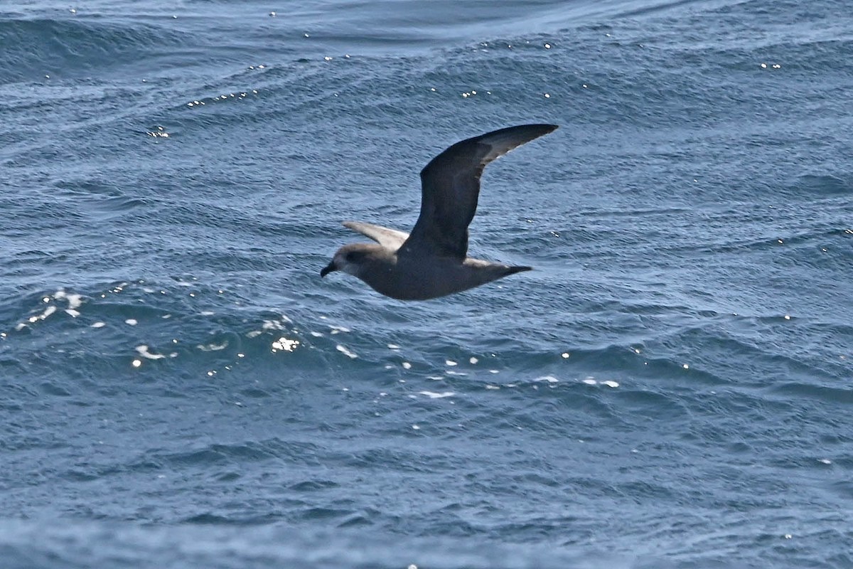 Murphy's Petrel - ML638235606