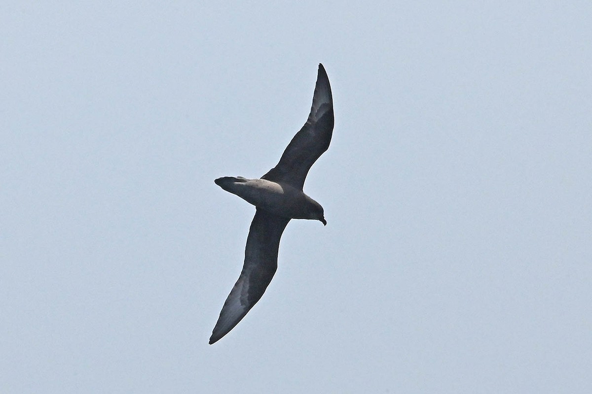 Murphy's Petrel - ML638235607