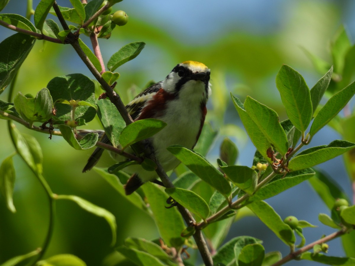 Chestnut-sided Warbler - ML638235609