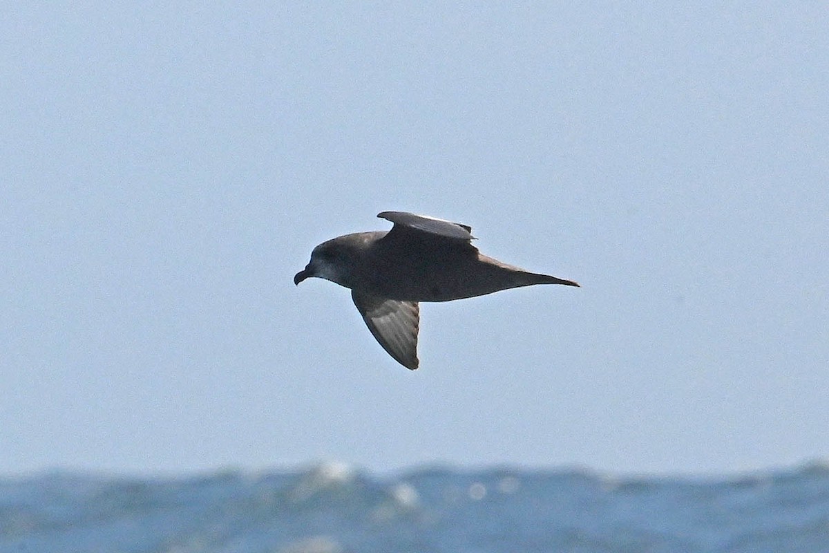 Murphy's Petrel - ML638235616