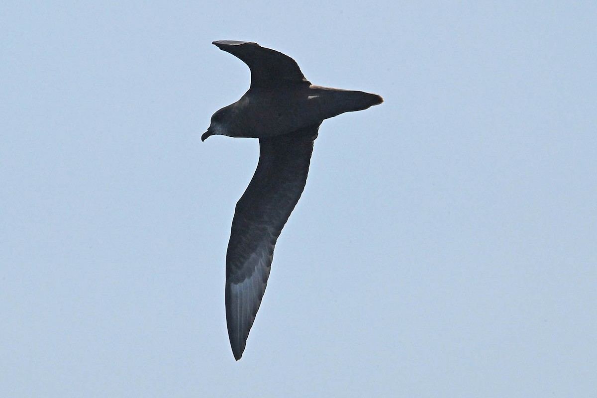 Murphy's Petrel - ML638235617