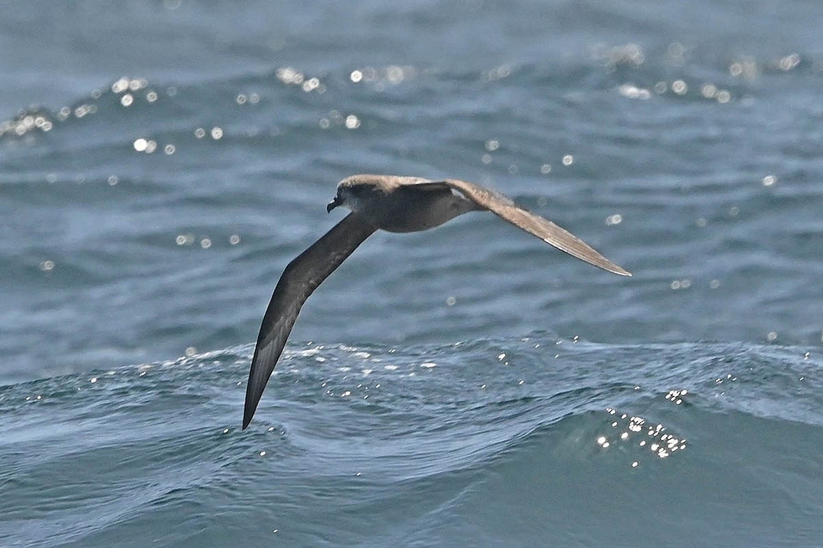 Murphy's Petrel - ML638235618