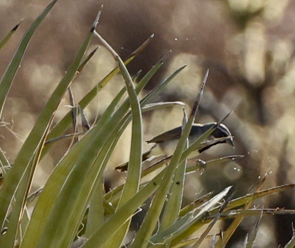 Black-throated Sparrow - ML638235622