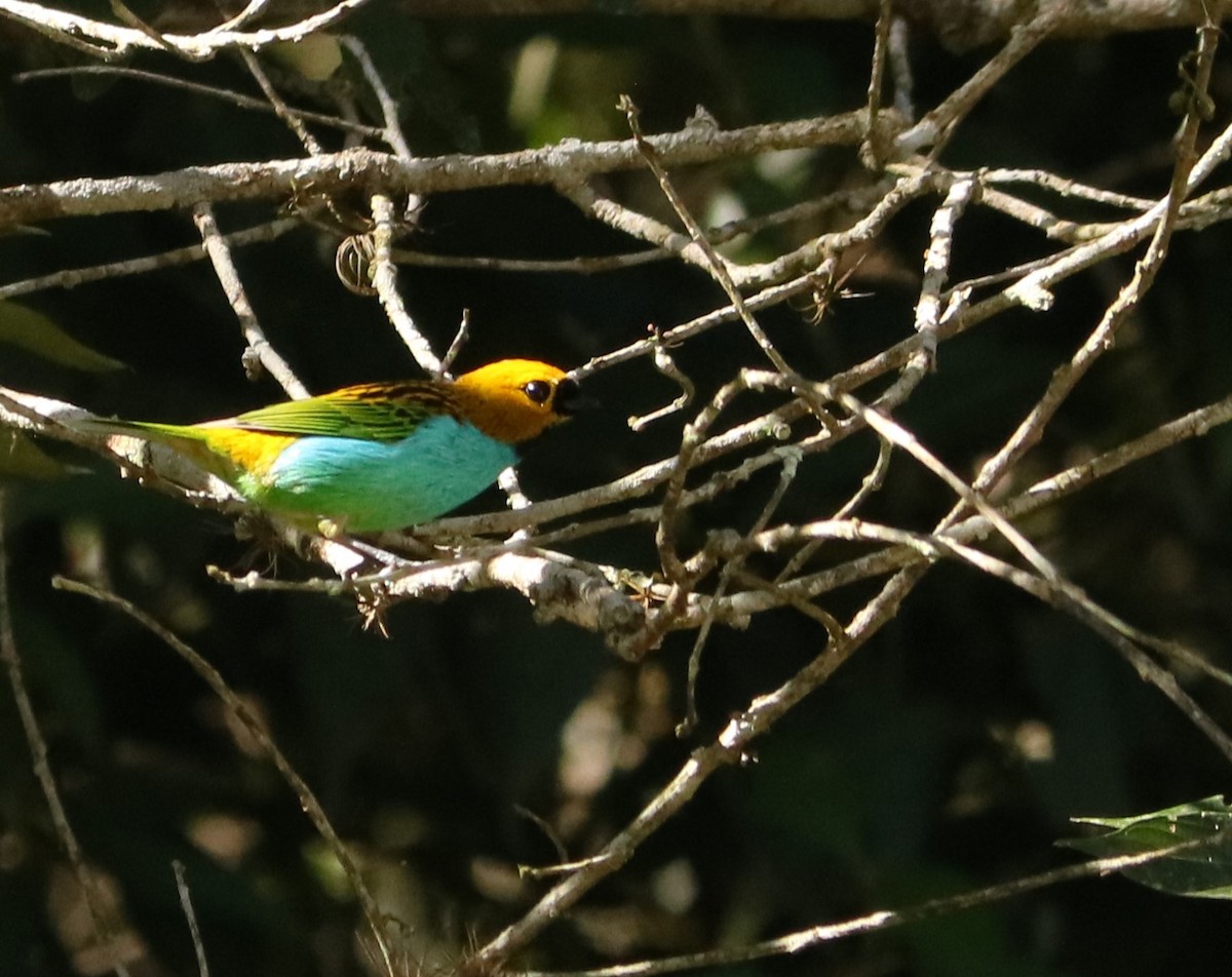 Gilt-edged Tanager - ML638235626