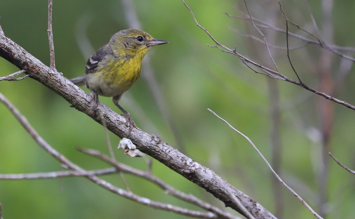Pine Warbler - ML638235630