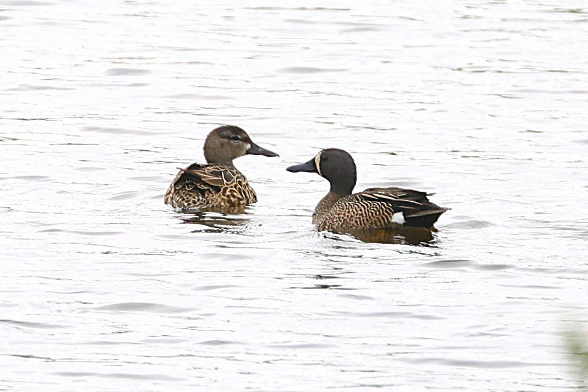 Blue-winged Teal - ML638235631