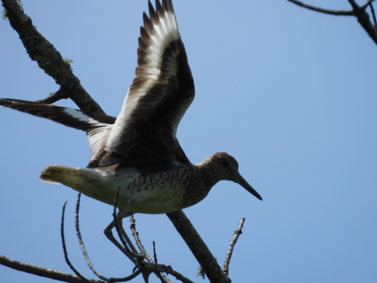 Willet - ML638235632