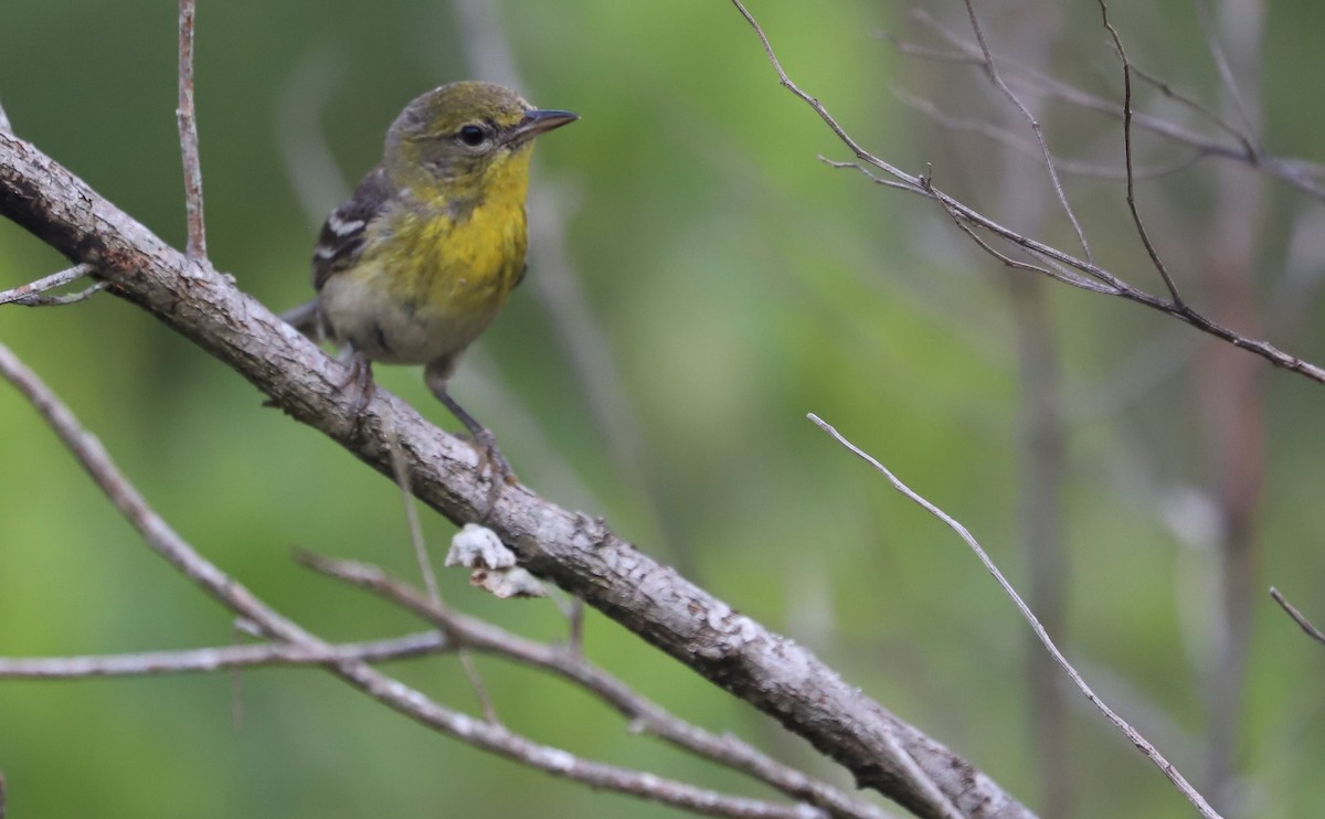 Pine Warbler - ML638235641