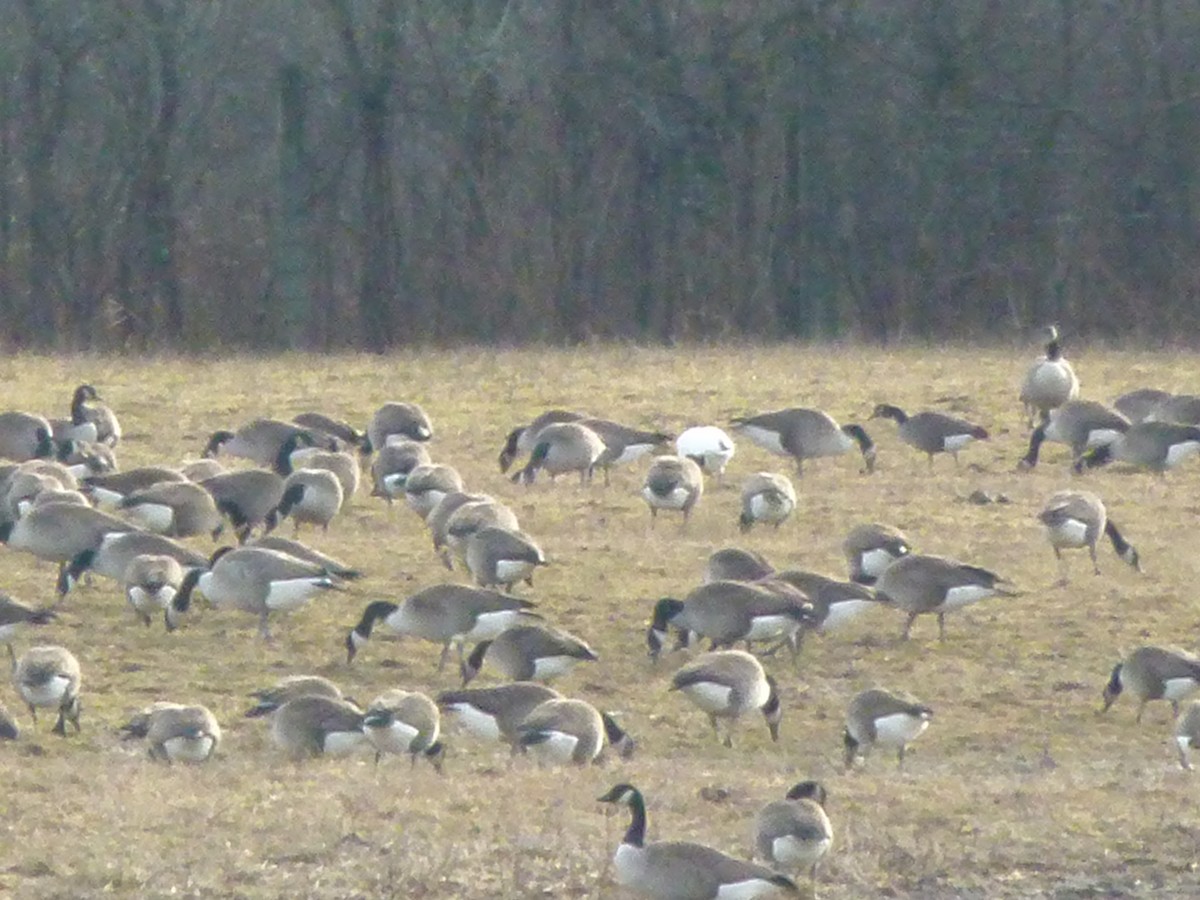 Snow Goose - ML638235654