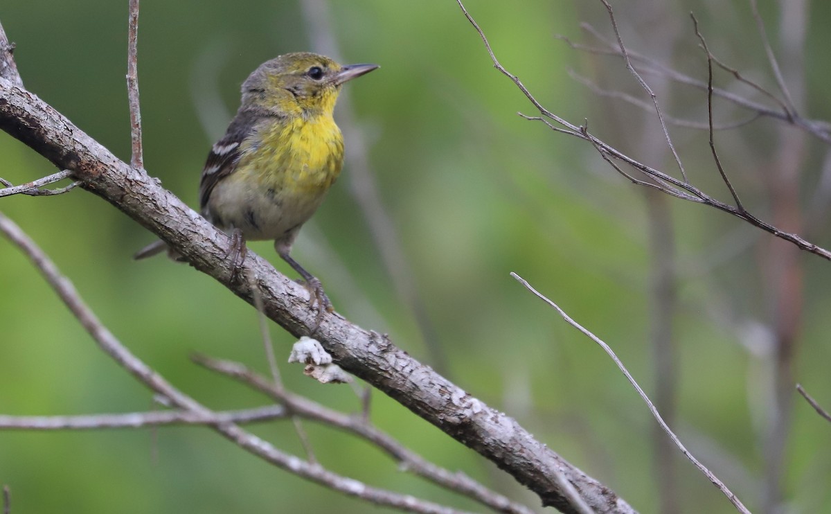 Pine Warbler - ML638235657