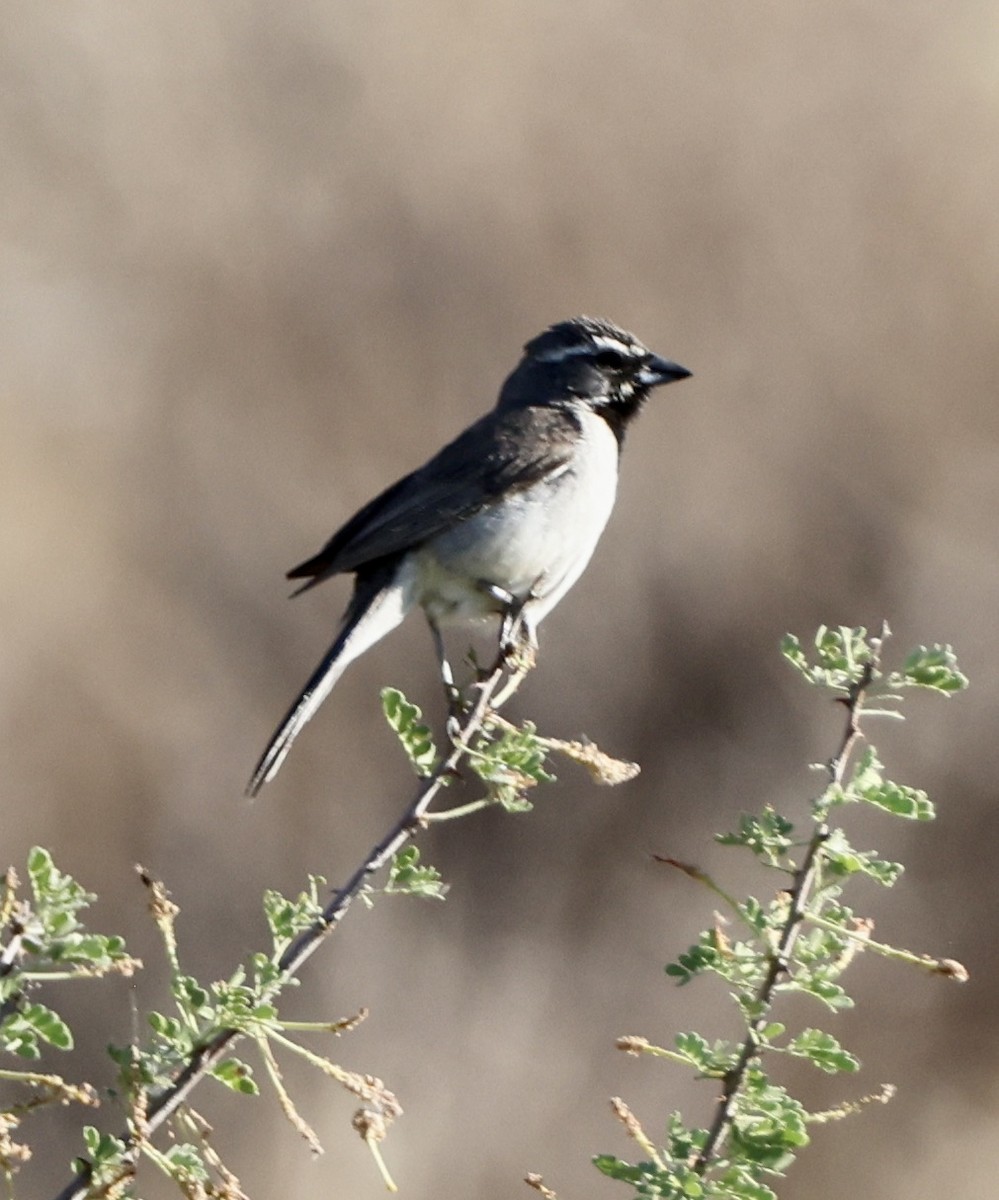 Black-throated Sparrow - ML638235658