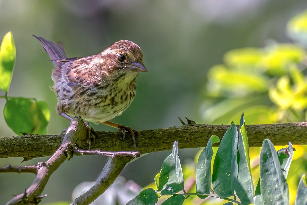 Song Sparrow - ML638235689
