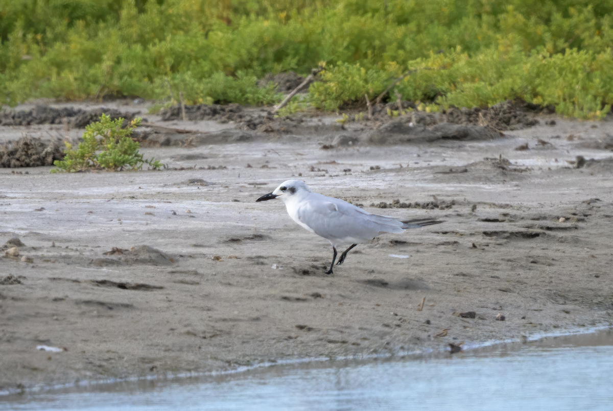 Gull-billed Tern - ML638235706