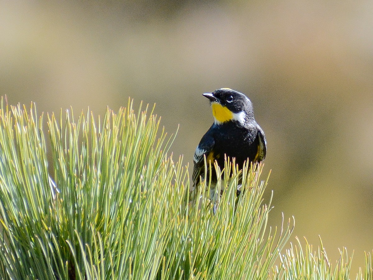 Yellow-rumped Warbler (Goldman's) - ML638235707