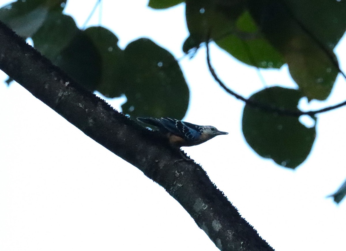 Beautiful Nuthatch - ML638235718