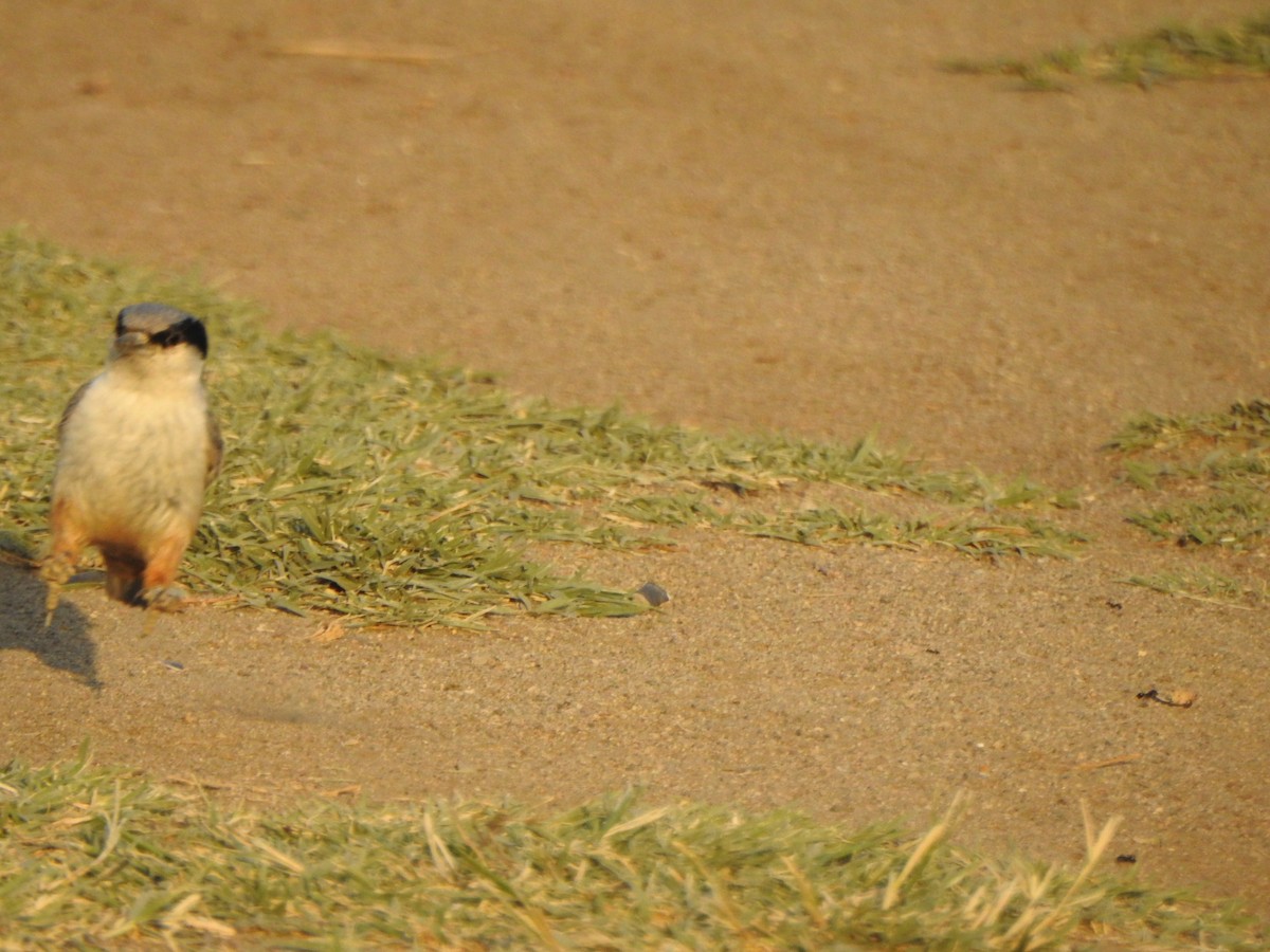 Eastern Rock Nuthatch - ML638235729