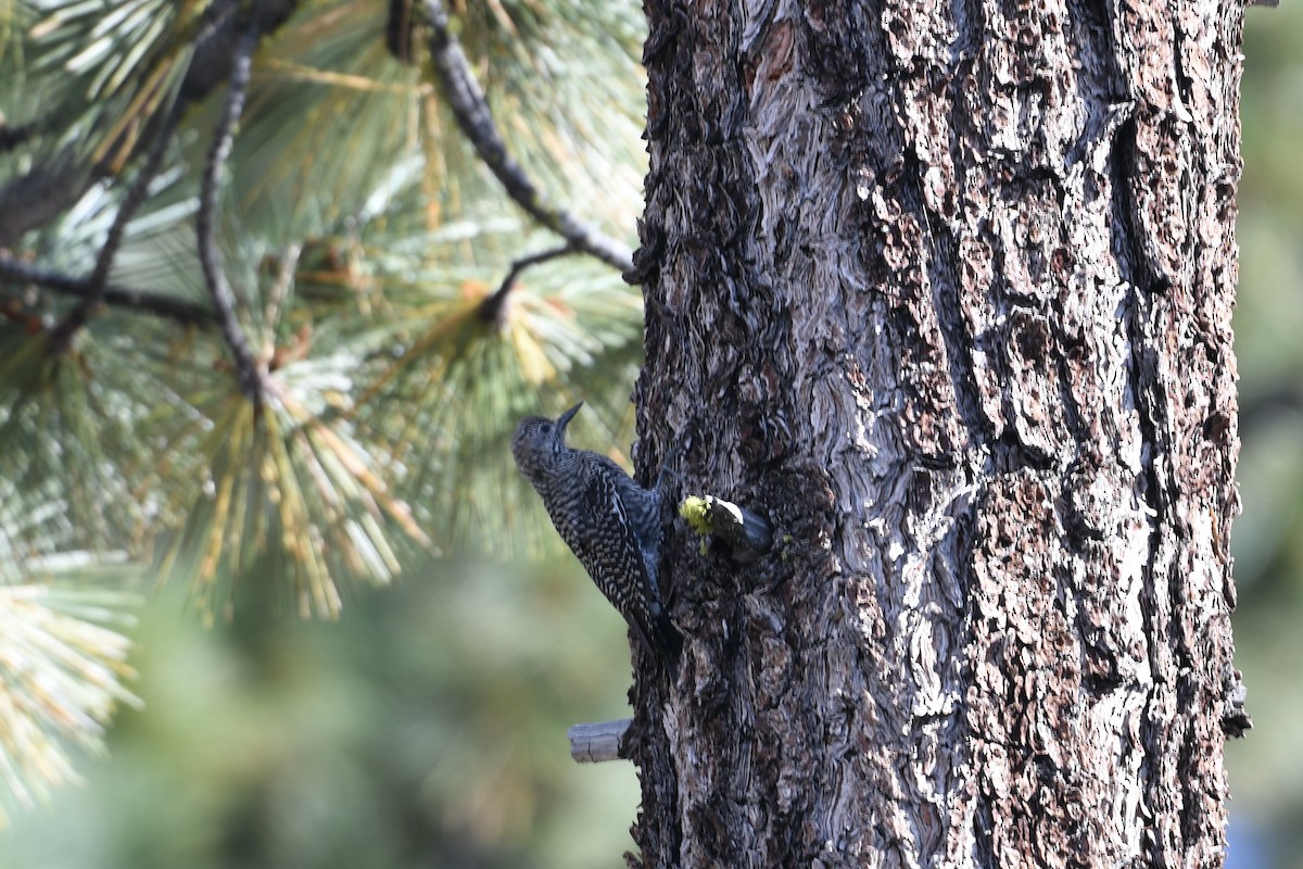 Williamson's Sapsucker - ML638235731