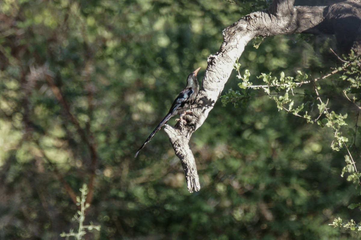 Green Woodhoopoe - ML638235743