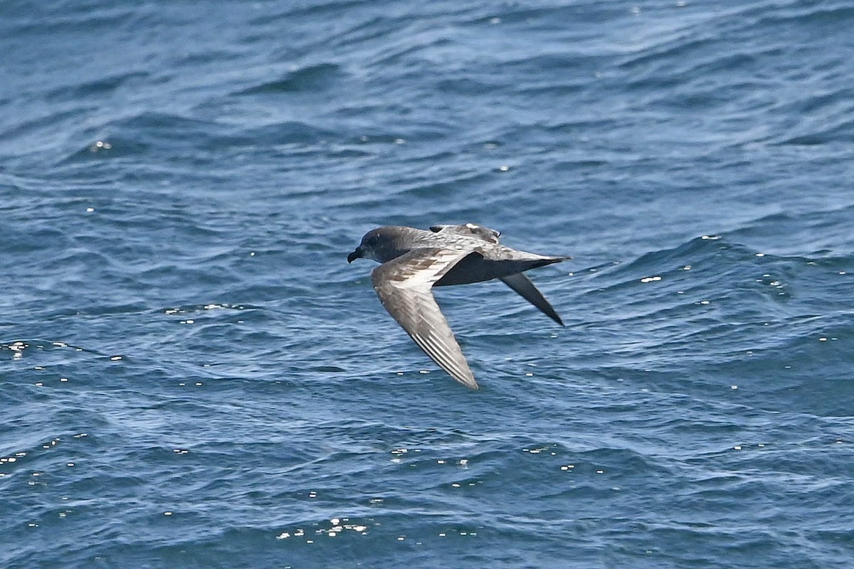 Murphy's Petrel - ML638235745