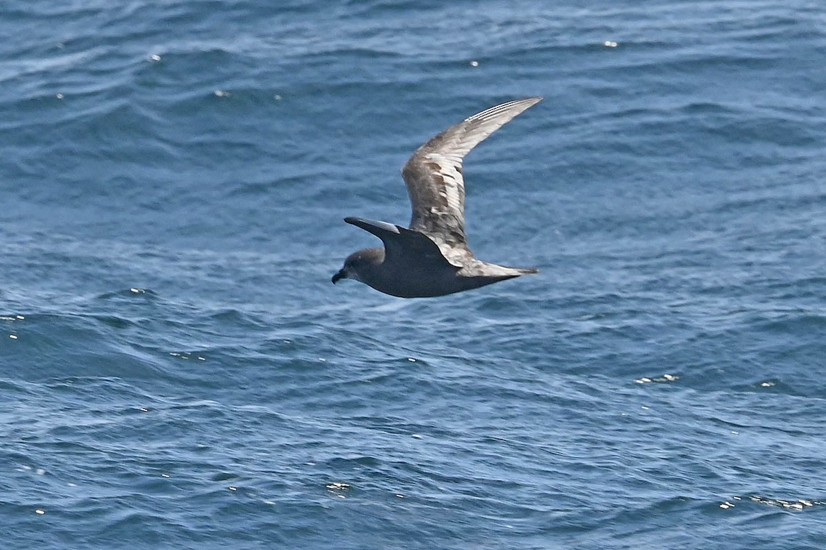 Murphy's Petrel - ML638235746
