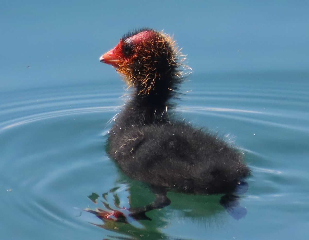 Eurasian Coot - ML638235807