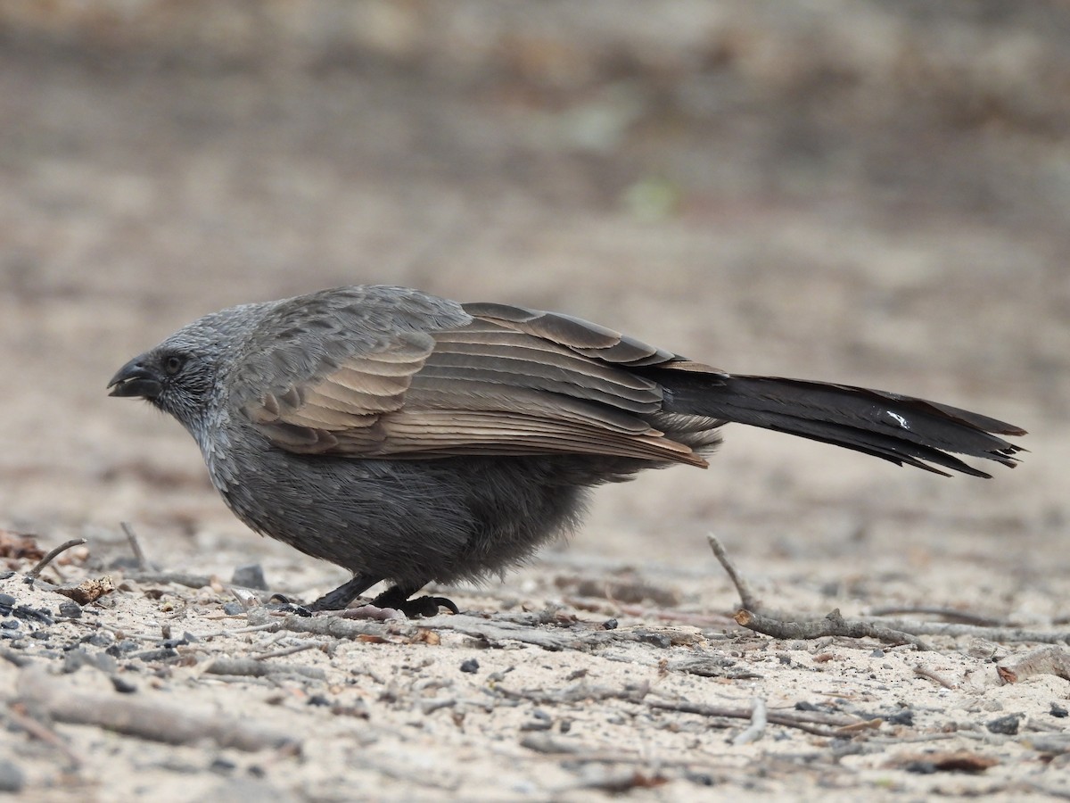 Apostlebird - ML638235811