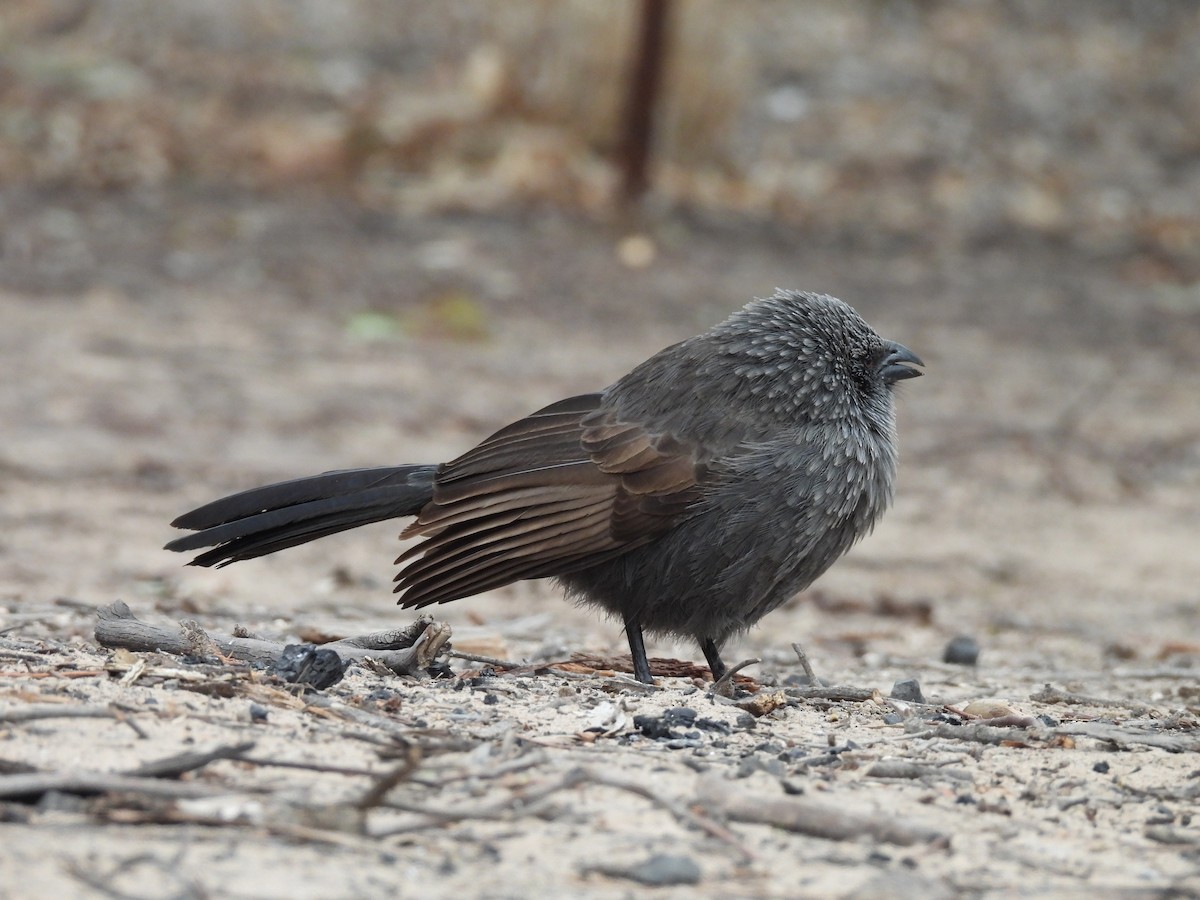 Apostlebird - ML638235812