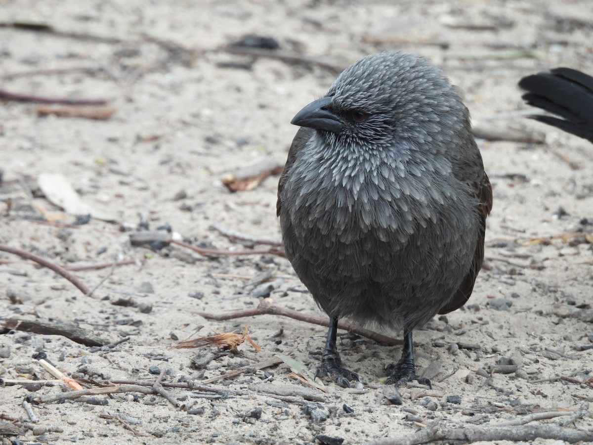 Apostlebird - ML638235814