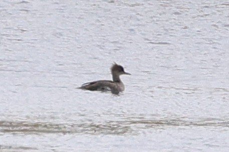 Hooded Merganser - ML638235830