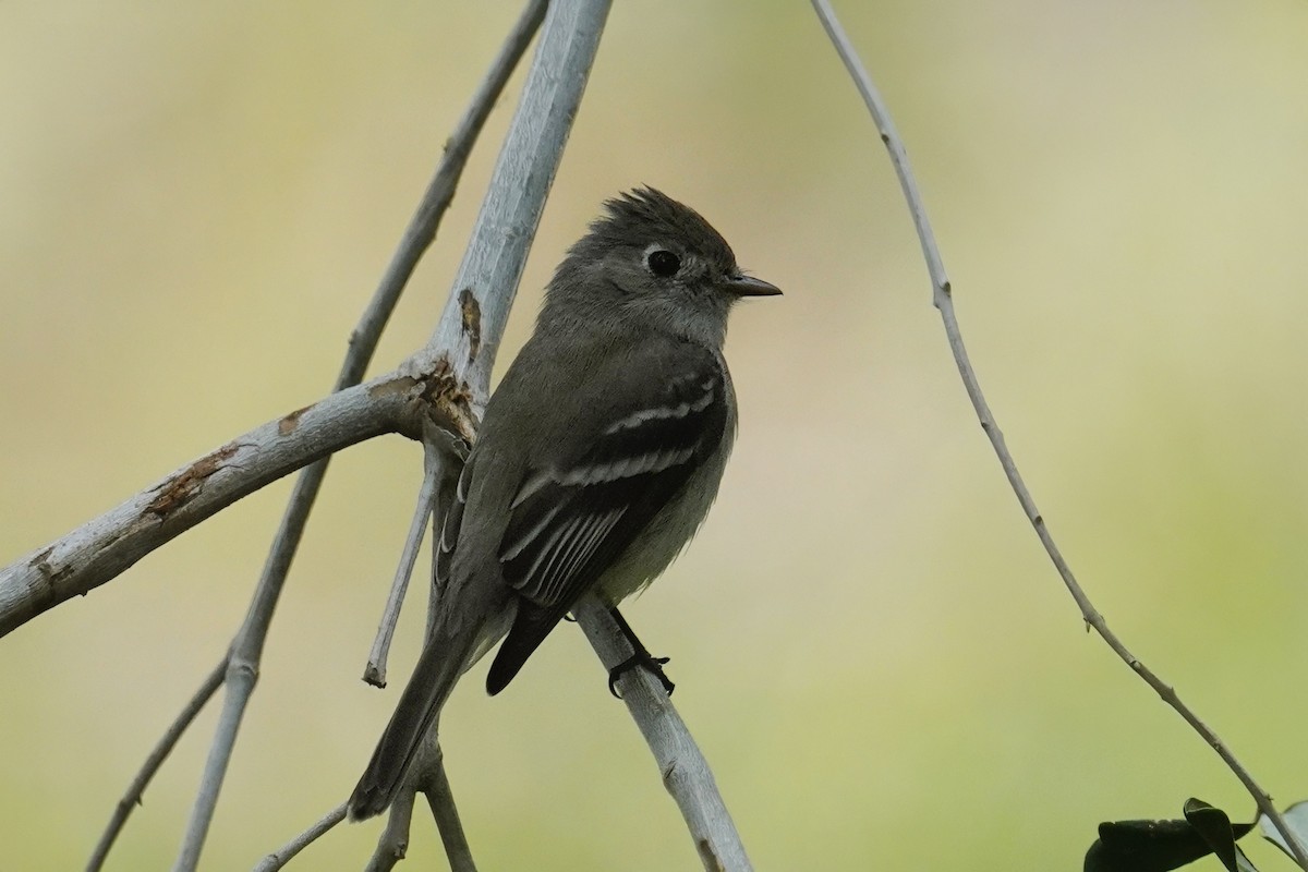 Hammond's Flycatcher - ML638235842