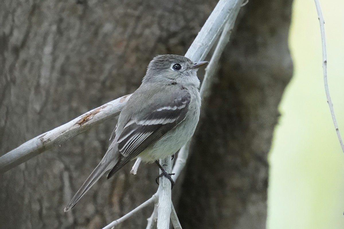 Hammond's Flycatcher - ML638235843
