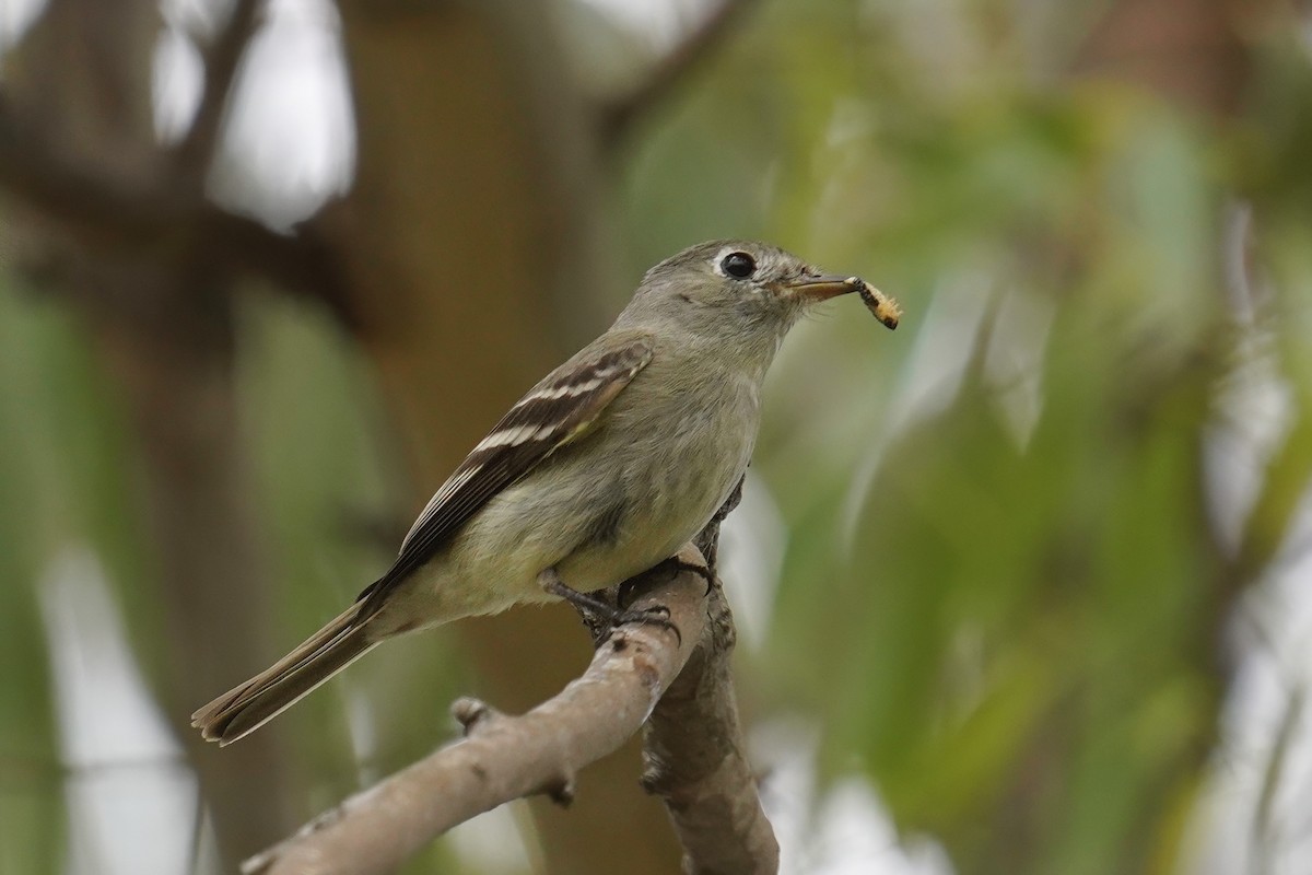 Hammond's Flycatcher - ML638235844