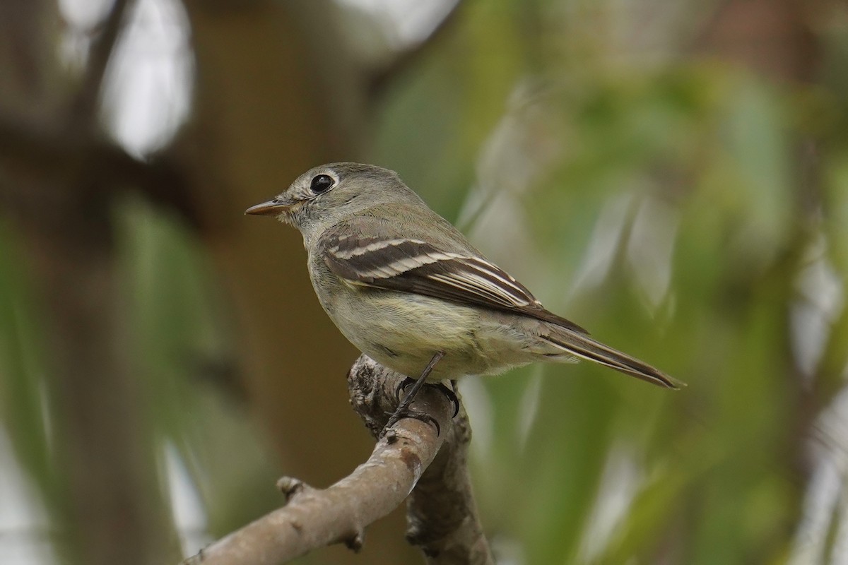 Hammond's Flycatcher - ML638235845