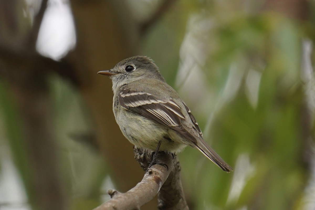 Hammond's Flycatcher - ML638235846