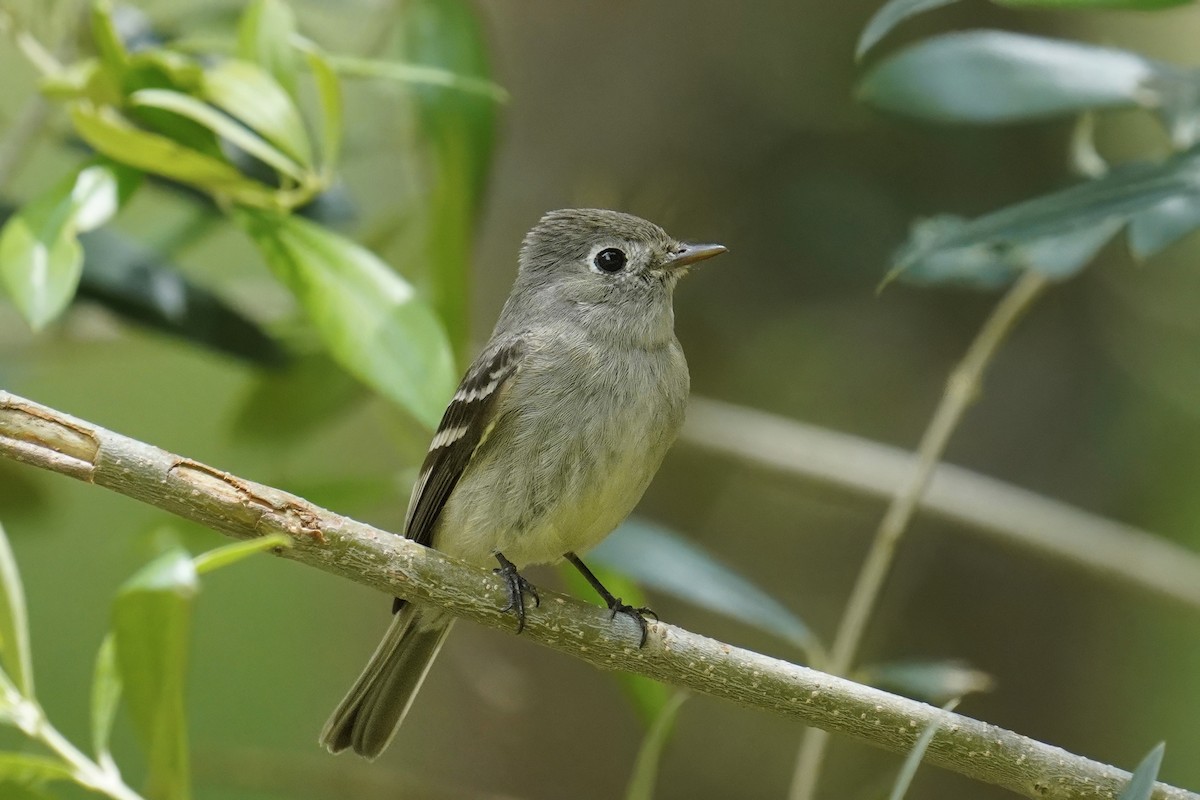 Hammond's Flycatcher - ML638235847
