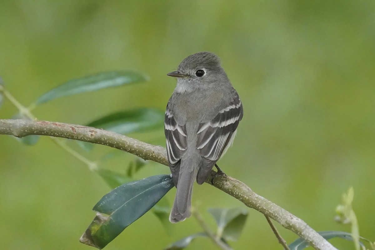 Hammond's Flycatcher - ML638235849