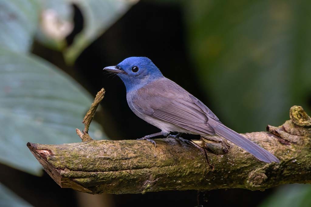 Black-naped Monarch - ML638235852