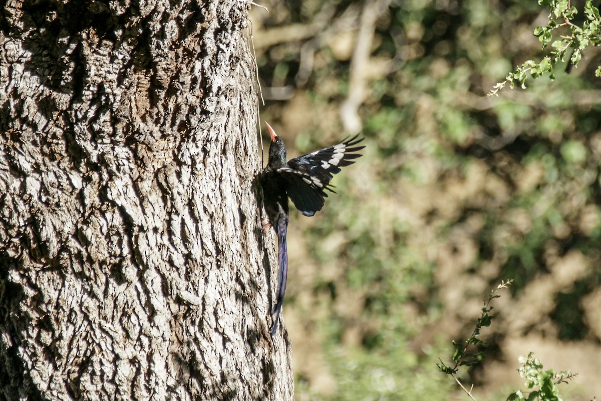 Green Woodhoopoe - ML638235864