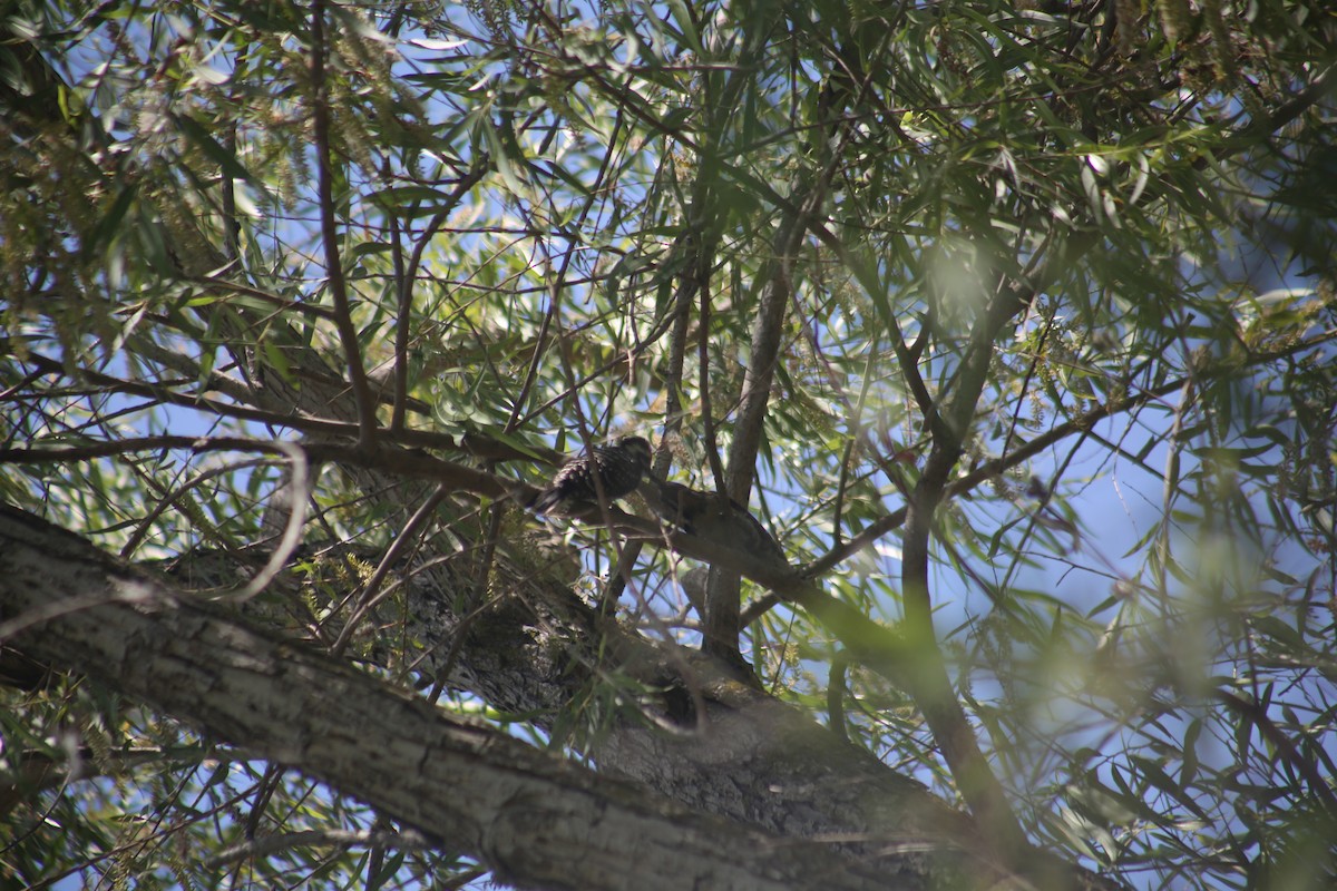Nuttall's Woodpecker - ML638235874
