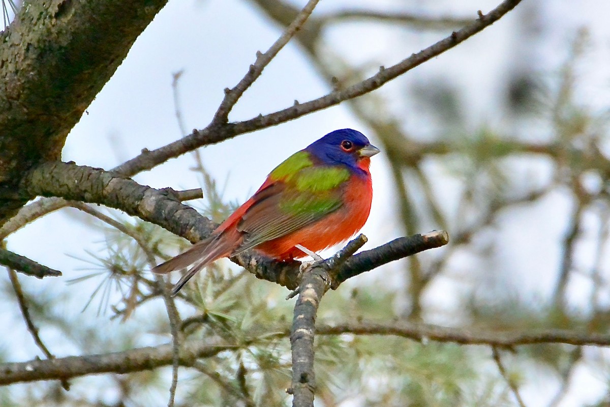 Painted Bunting - ML638235882