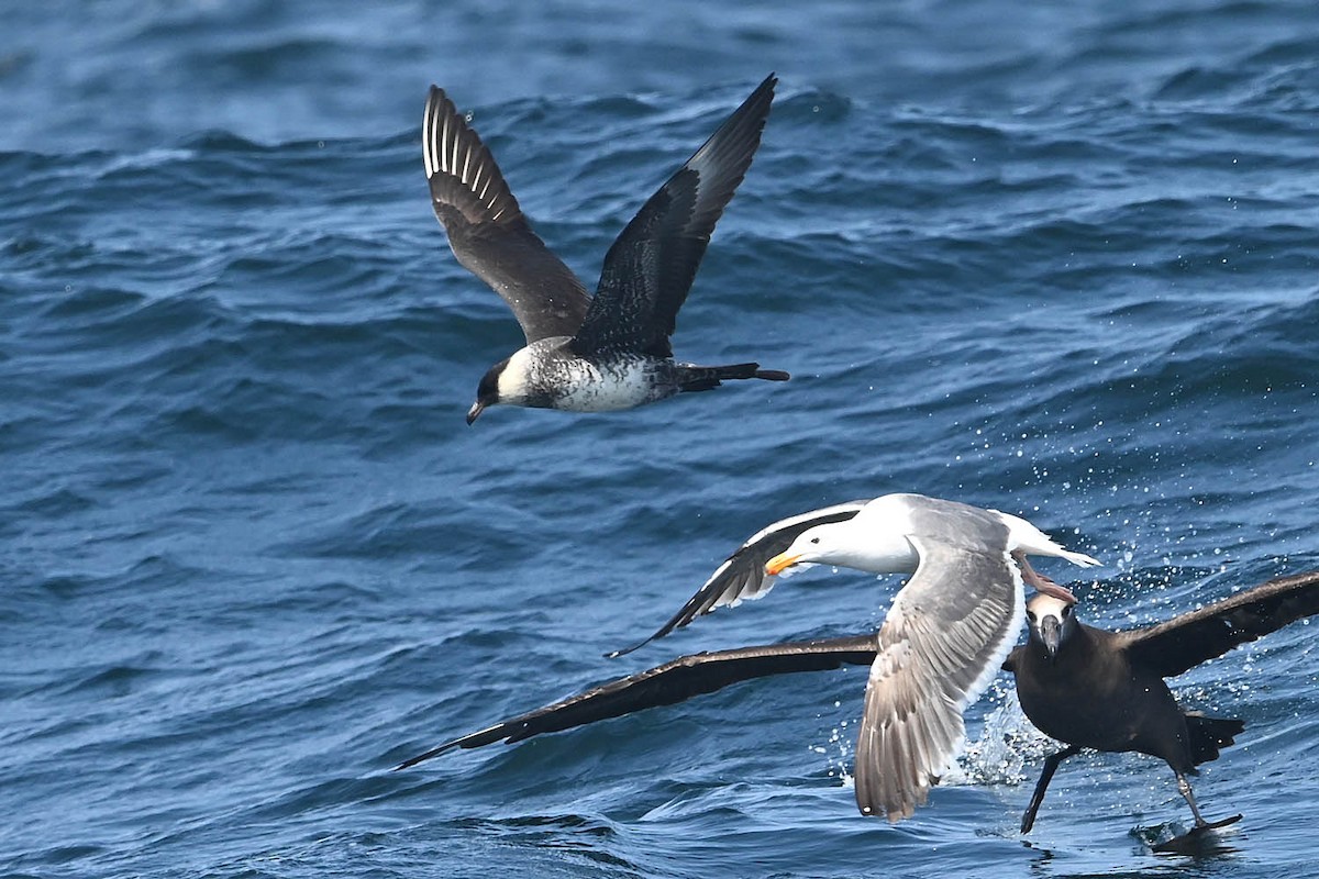 Pomarine Jaeger - ML638235889