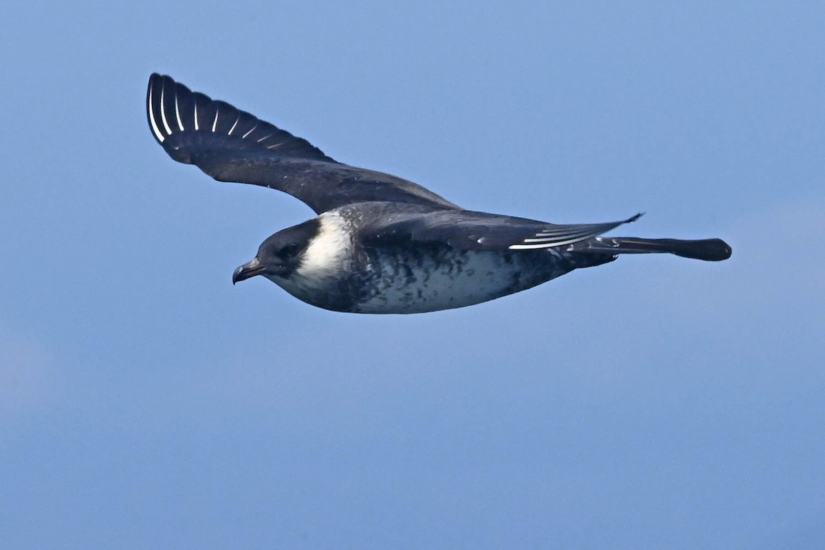 Pomarine Jaeger - ML638235890