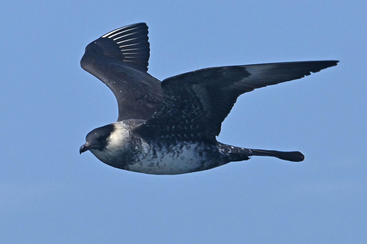 Pomarine Jaeger - ML638235891