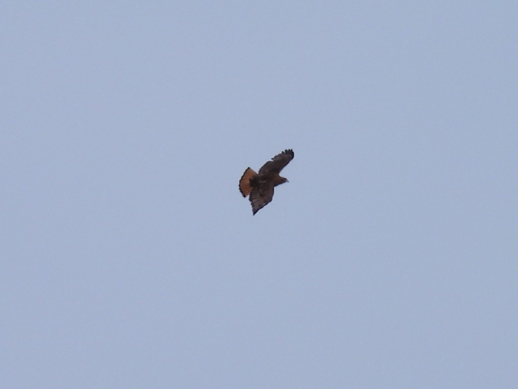 Red-tailed Hawk (abieticola) - ML638235903