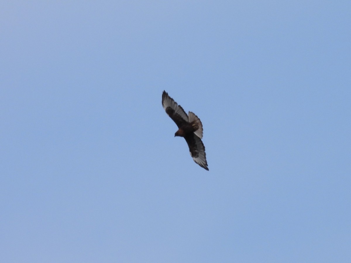 Red-tailed Hawk (abieticola) - ML638235904