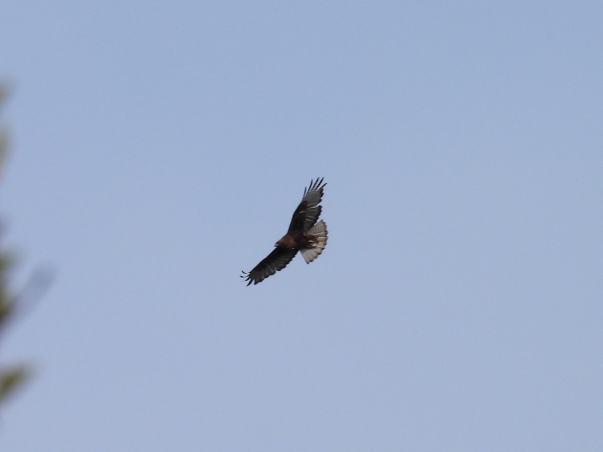 Red-tailed Hawk (abieticola) - ML638235905