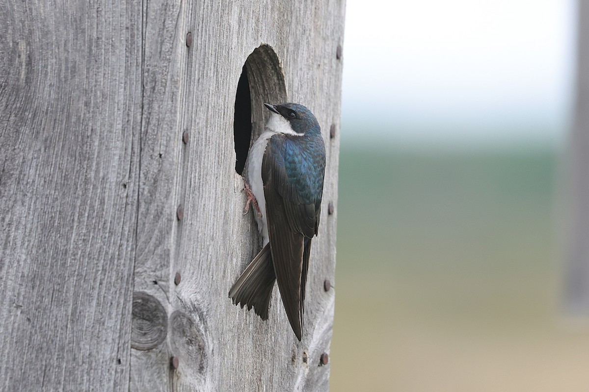 Tree Swallow - ML638235961