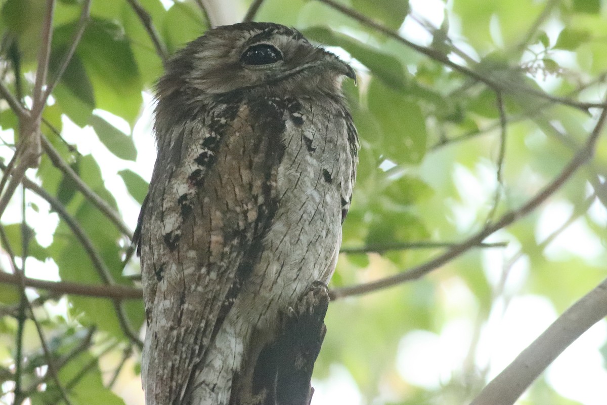 Northern Potoo - ML638235968
