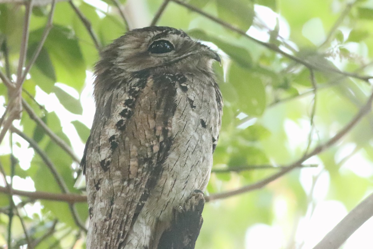Northern Potoo - ML638235969