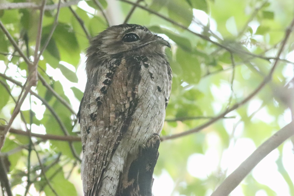 Northern Potoo - ML638235972